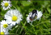 Bee Sting