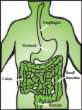 Diseases of Digestive System