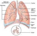 Lungs and chest ection
