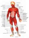 Musculoskeletal System Section