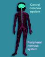 Nervous System