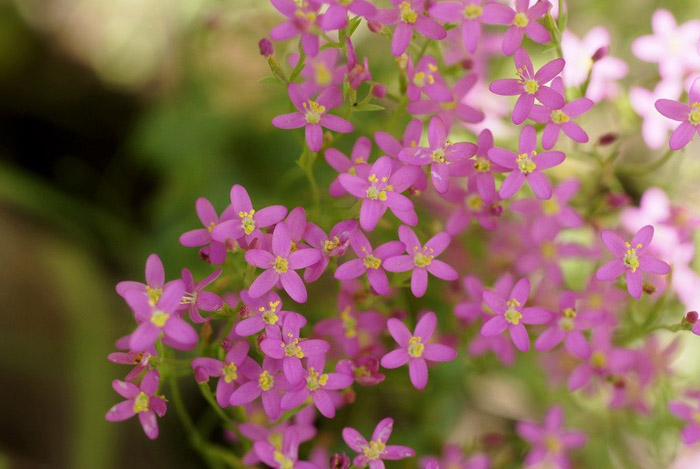 Centaury Herb - Uses And Side Effects