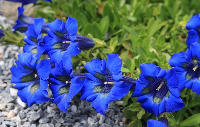 Gentian