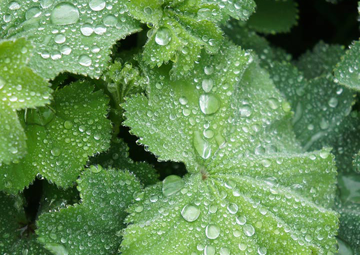 Lady's Mantle