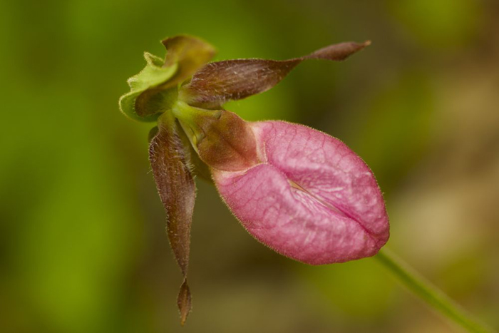 Lady's Slipper