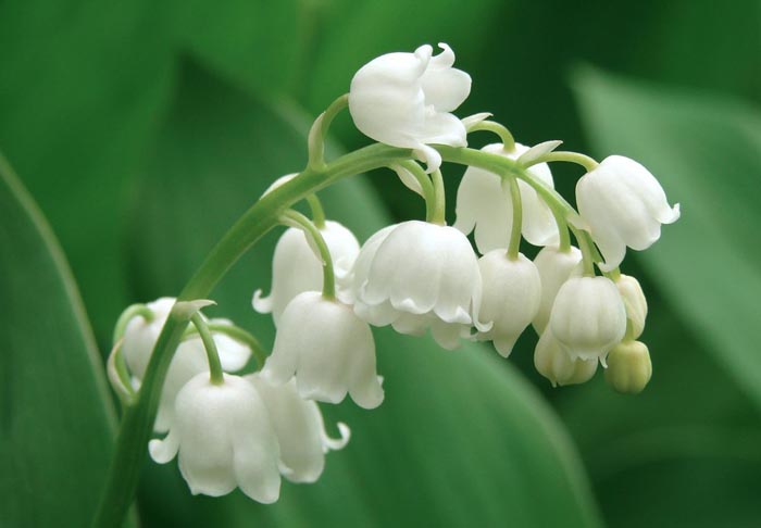 Lily of The Valley