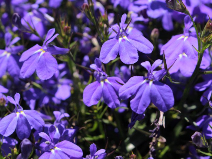 lobelia