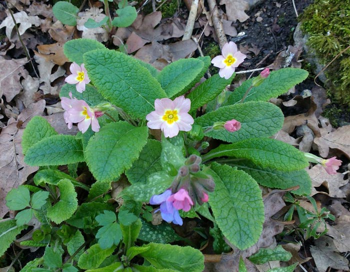 Lungwort Herb